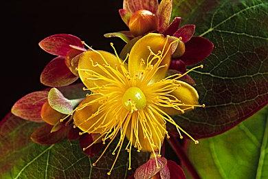 《灵魂战甲》发布新预告短片 玩家与狼缔结契约