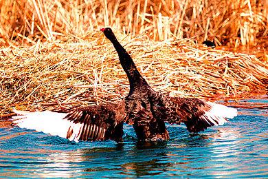 索尼已是日本市值第二大公司 任天堂排名第十